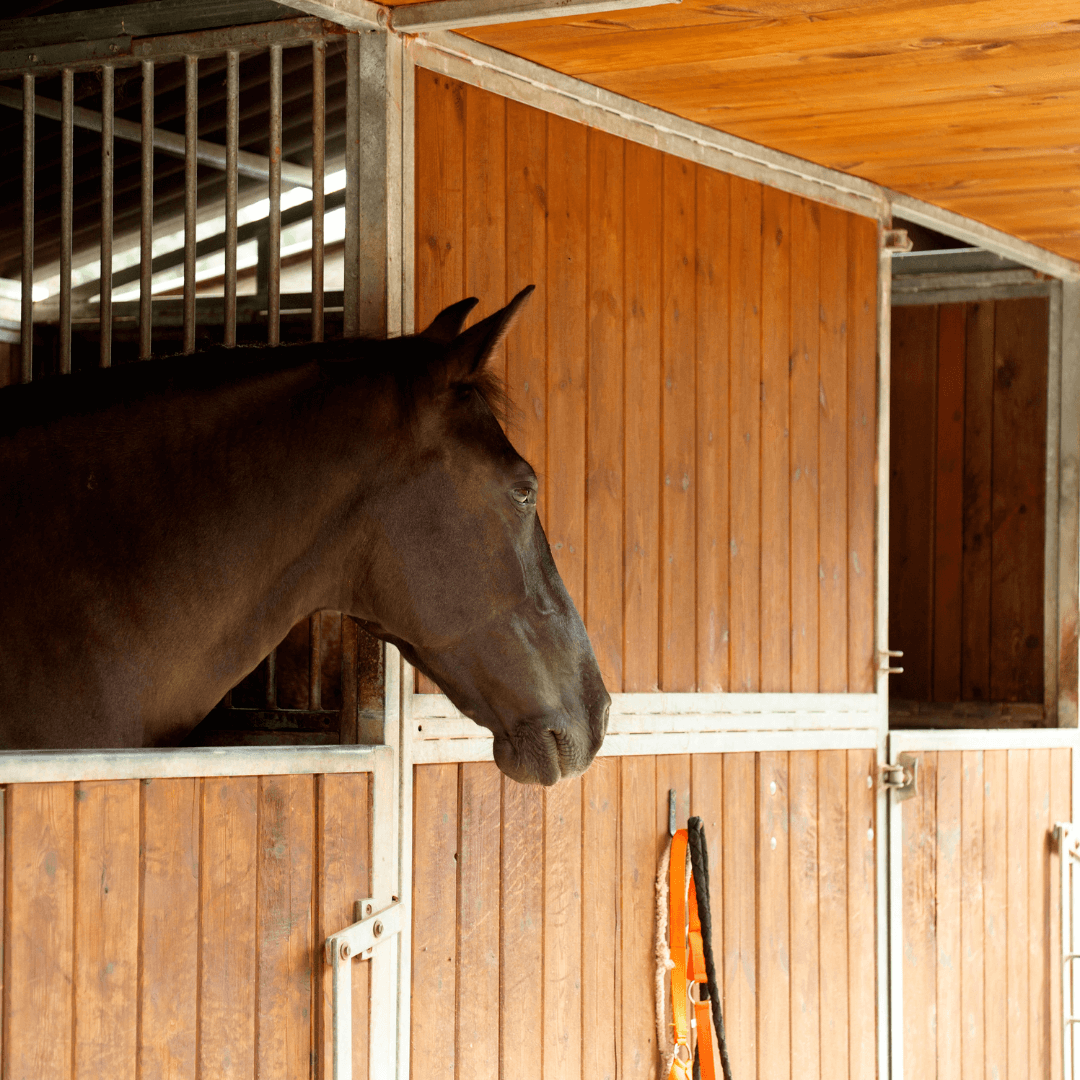 Kies-ruwvoer-wat-bij-uw-paard-past